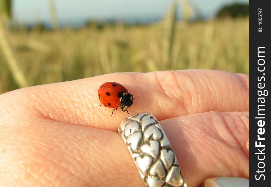 A closeup of a ladybird on a hand. A closeup of a ladybird on a hand