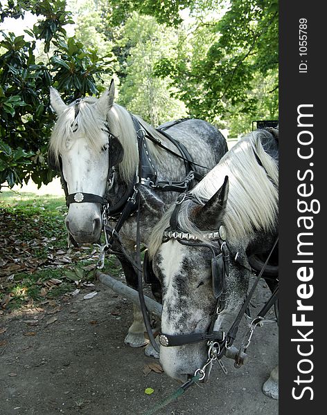 Carriage horses at the Hermitage in Tennessee. Related species to clydesdales. Carriage horses at the Hermitage in Tennessee. Related species to clydesdales.
