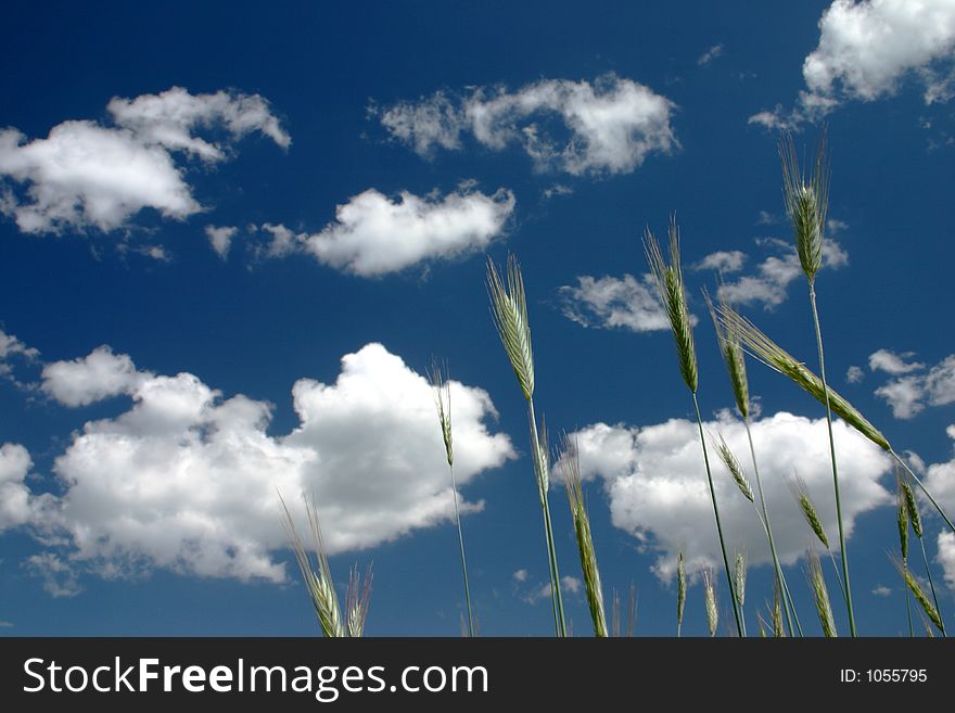 A few clouds in the sky with a view of cereal