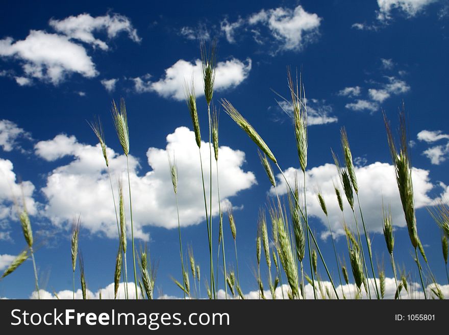 Sky seen through the straws of rye