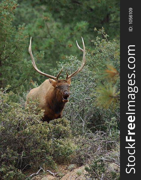 Bull elk in the mountains