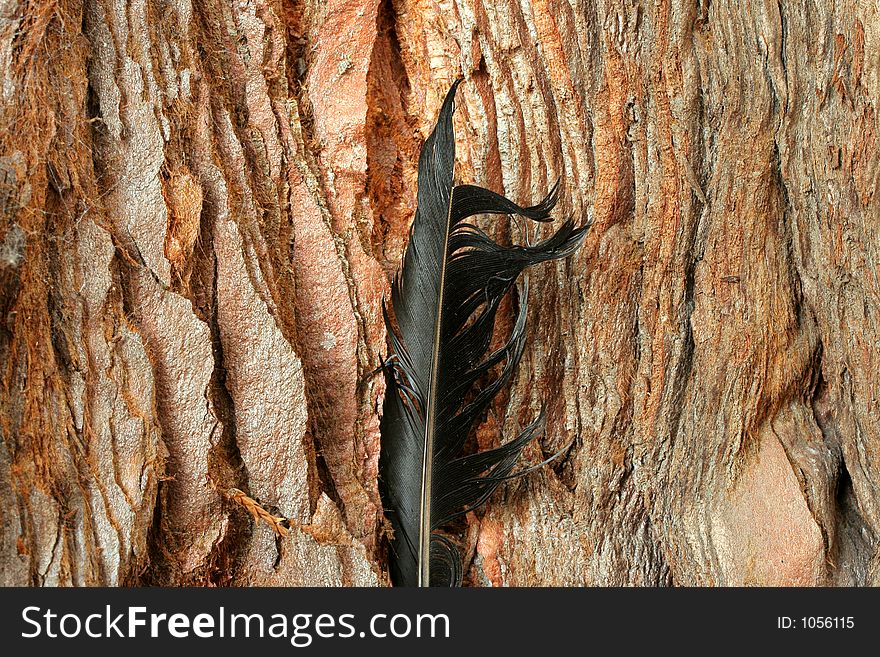 Crow Feather In Sequoia Bark