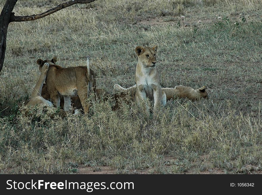 Lion Cubs Playing