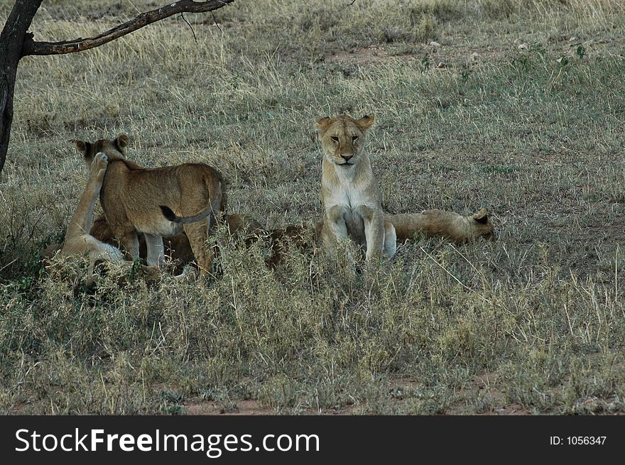 Lion Cubs Playing