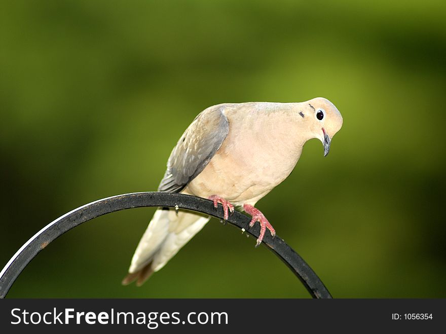 Portrait of a wild dove