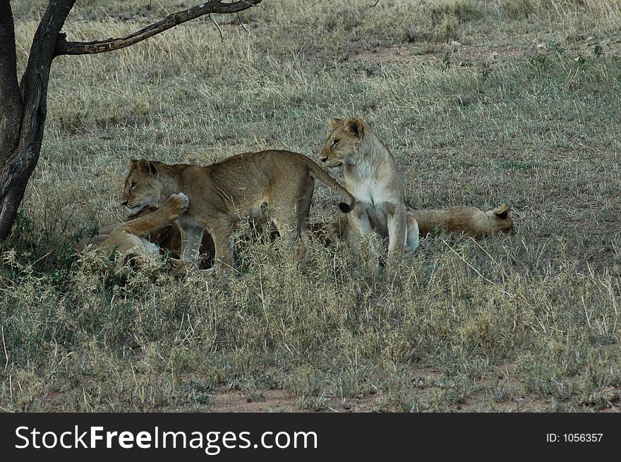 Lion Cubs Playing