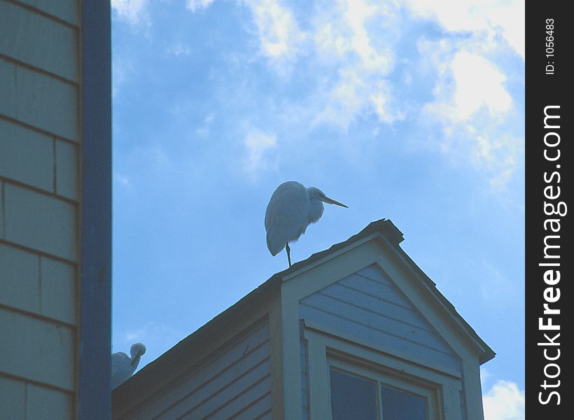 Egret on rooftop against blue sky.