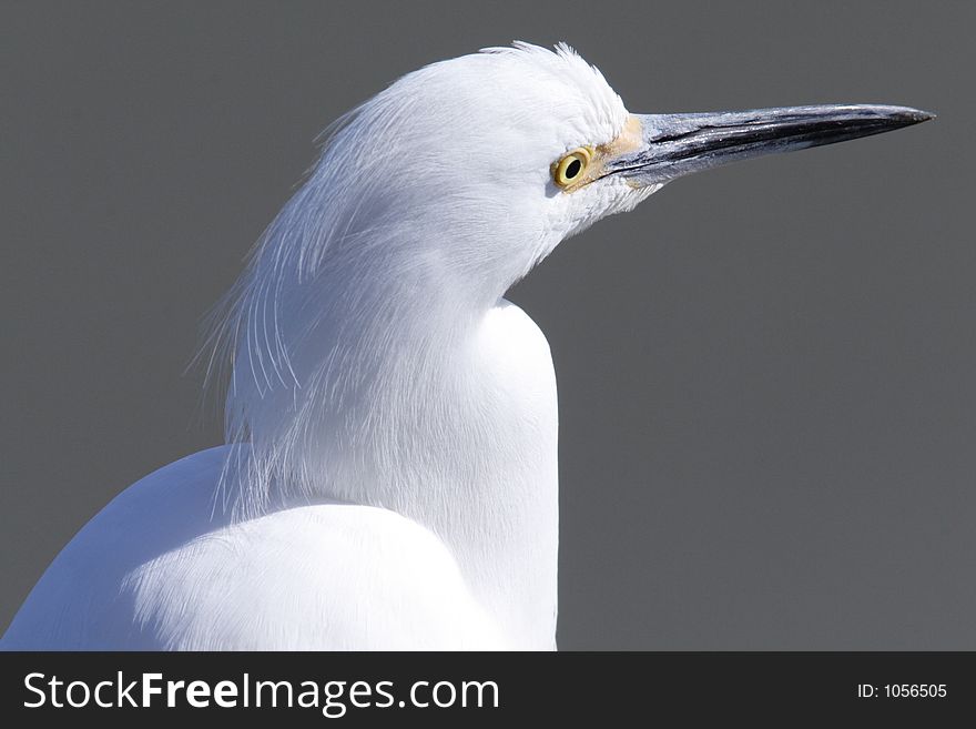 Snowy Egret closeup