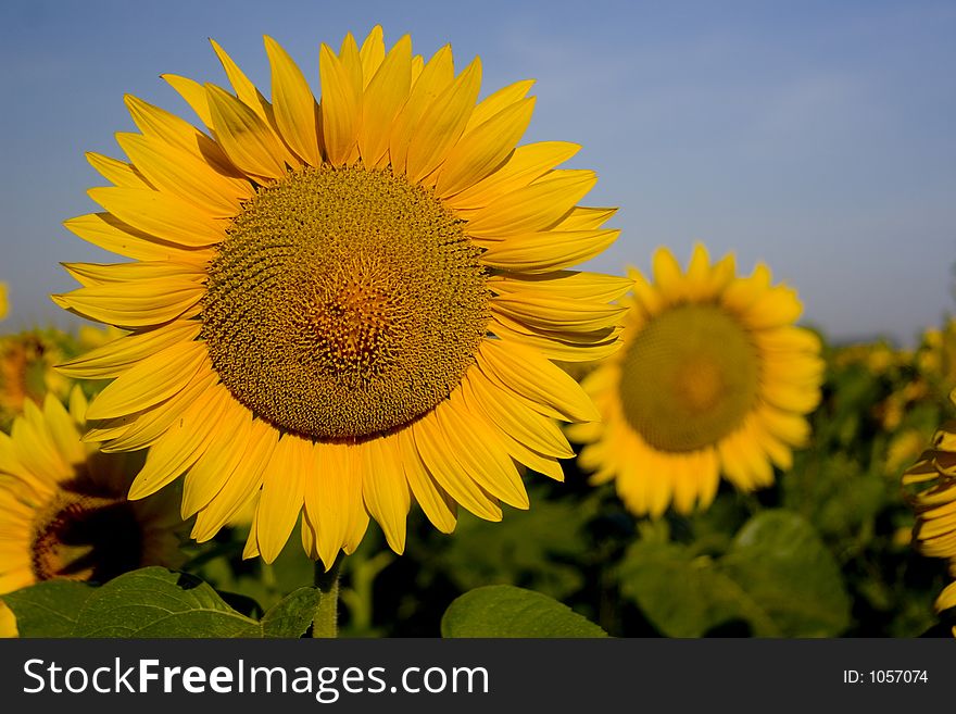 Field of sunflowers