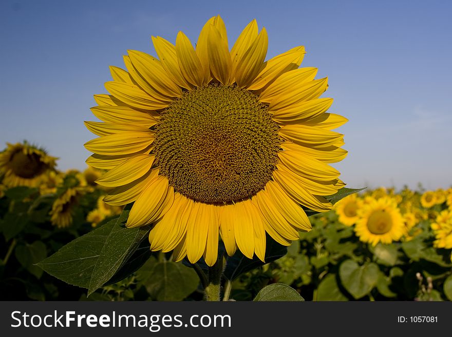 Field of sunflowers