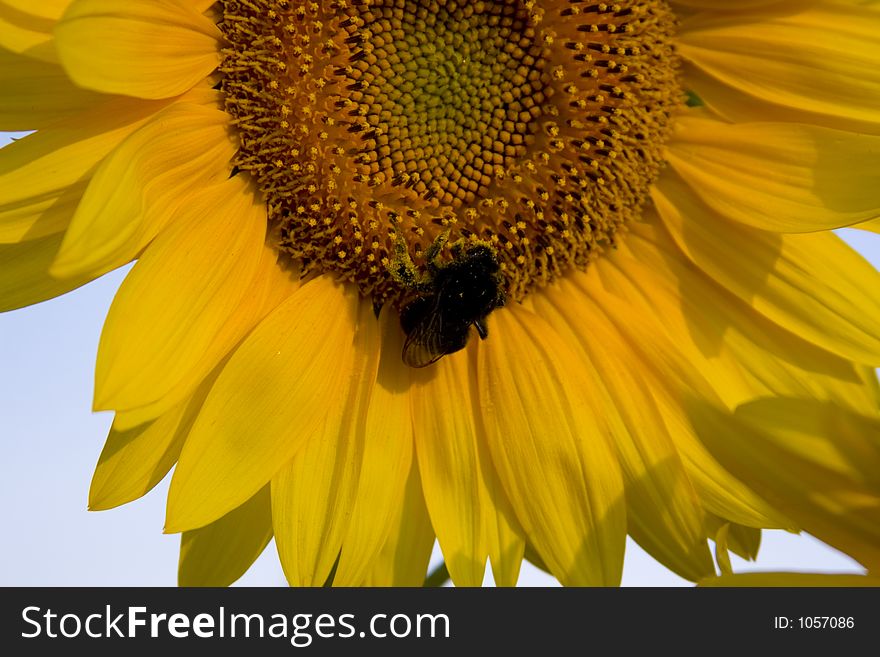 Sunflower with gad-fly. Sunflower with gad-fly