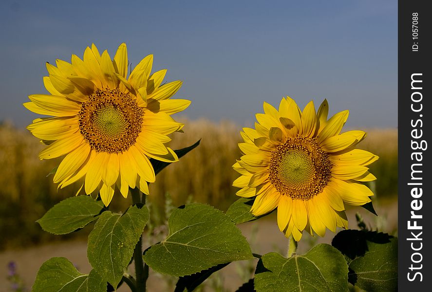 Sunflowers on field. Sunflowers on field