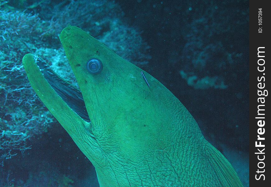 Giant moray on the reef in honduras. Giant moray on the reef in honduras