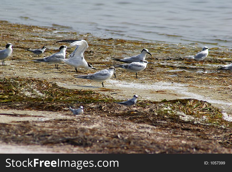 Gathering of Terns and Plovers waiting for the tide to wash food ashore. Gathering of Terns and Plovers waiting for the tide to wash food ashore