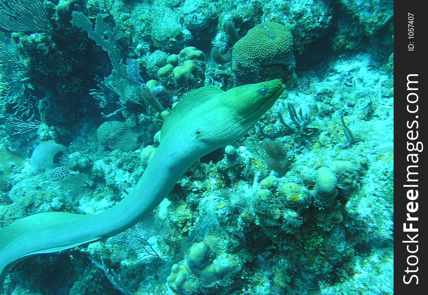 Free swimming moray eel on the reef in honduras. Free swimming moray eel on the reef in honduras