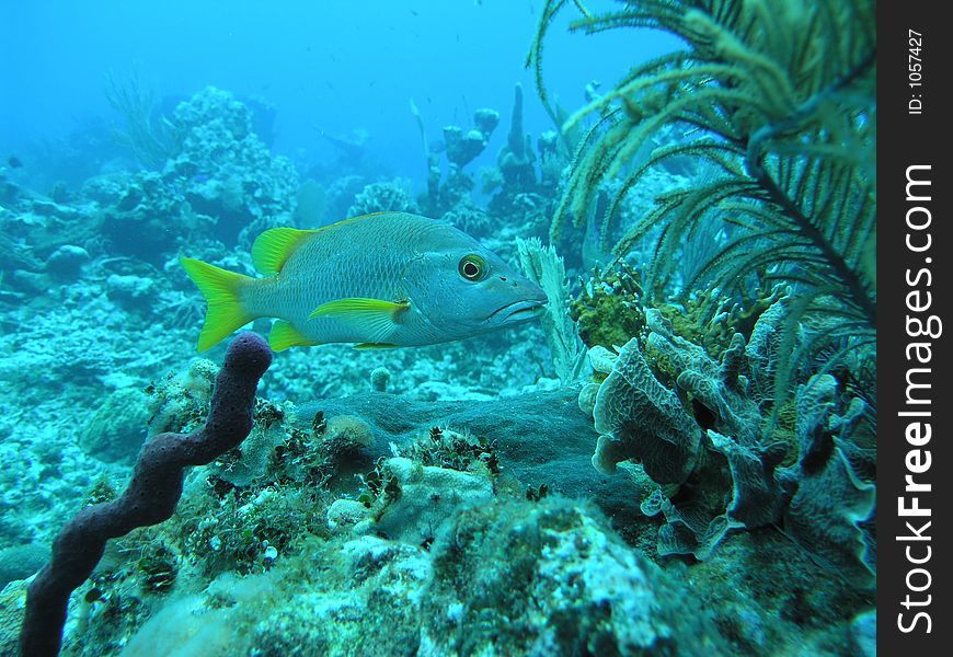 This scary scaley school master was hanging out on the reef - wiating for juveniles ?. This scary scaley school master was hanging out on the reef - wiating for juveniles ?