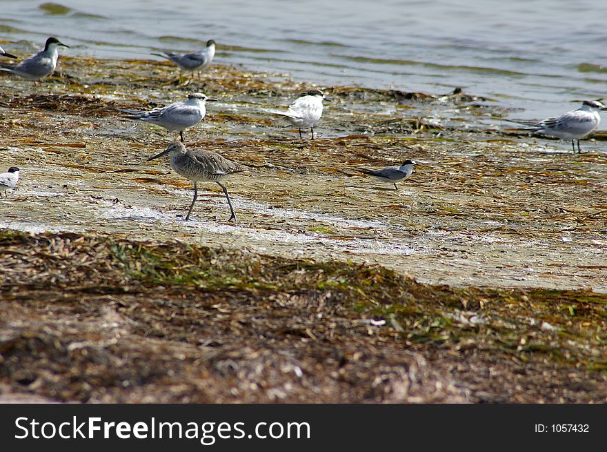 Grouping of Sandpipers, Terns and Plovers. Photographed at Ft. Desoto State Park, St. Petersburg FL