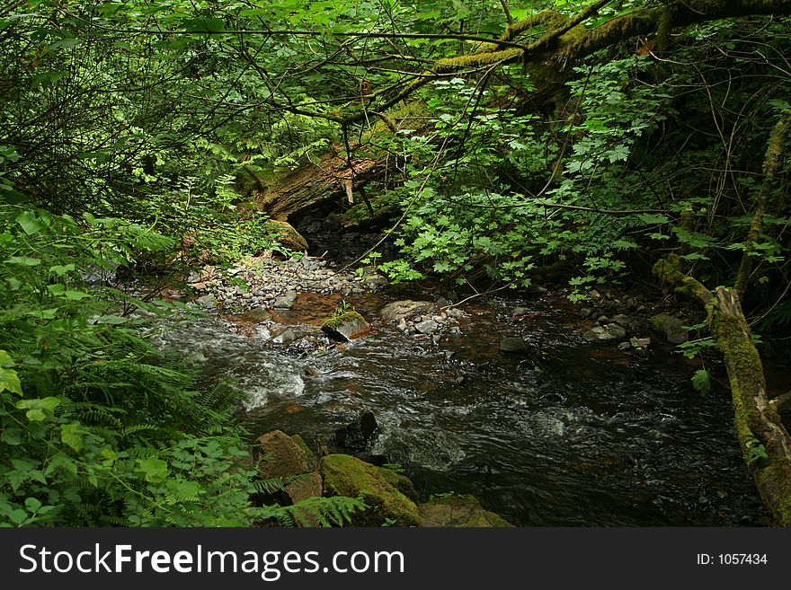 Forest stream in Columbia Gorge, Oregon