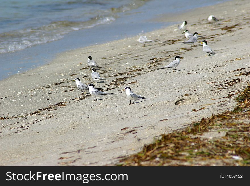 Group of Terns chasing the waves for food. Photographed at Ft. Desoto State Park, St. Petersburg FL. Group of Terns chasing the waves for food. Photographed at Ft. Desoto State Park, St. Petersburg FL