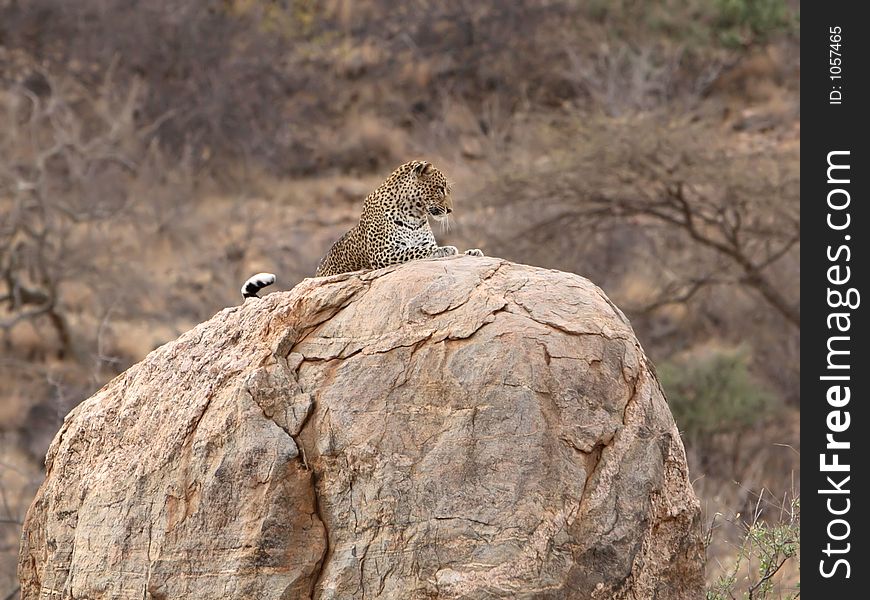 Leopard sitting on a rock in Samburu