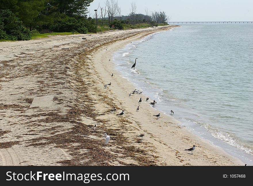 Sea Gulls, Sandpipers, Terns and Egrets scattered down the beach. Photographed at Ft. Desoto State Park, St. Petersburg FL