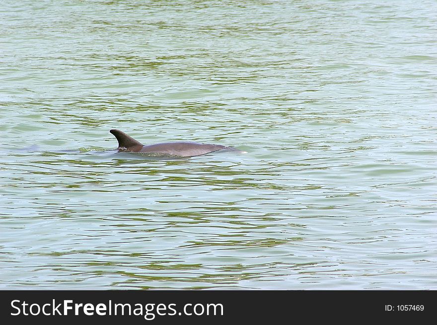 Single Porpoise breaking the water to breath. Photographed at Ft. Desoto State Park, St. Petersburg FL. Single Porpoise breaking the water to breath. Photographed at Ft. Desoto State Park, St. Petersburg FL