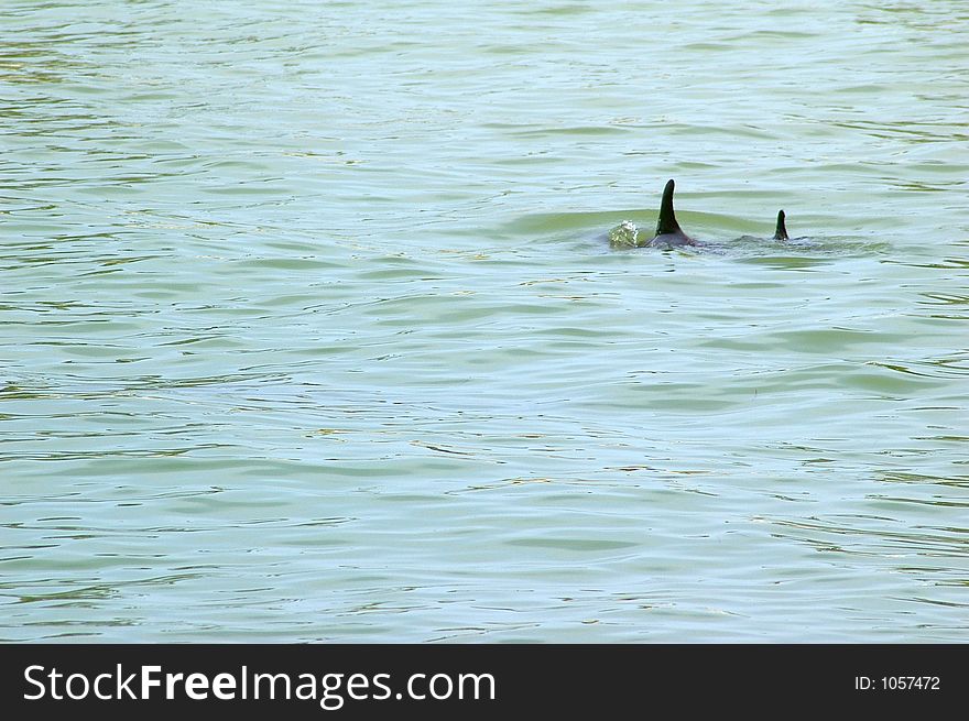 Mother and Baby Porpoise swimming in the Gulf Bay. Photographed at Ft. Desoto State Park, St. Petersburg FL