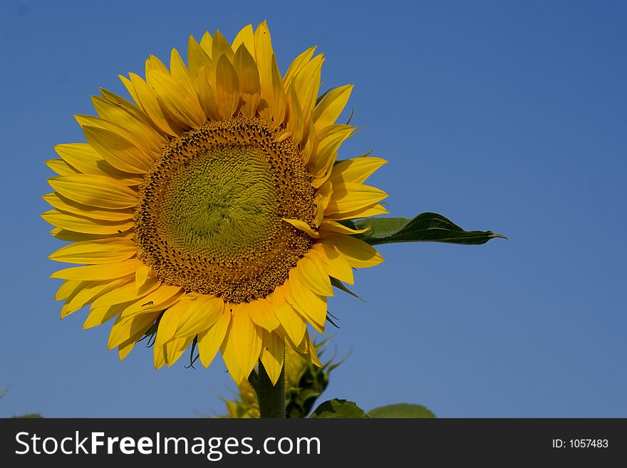 Sunflower in blue