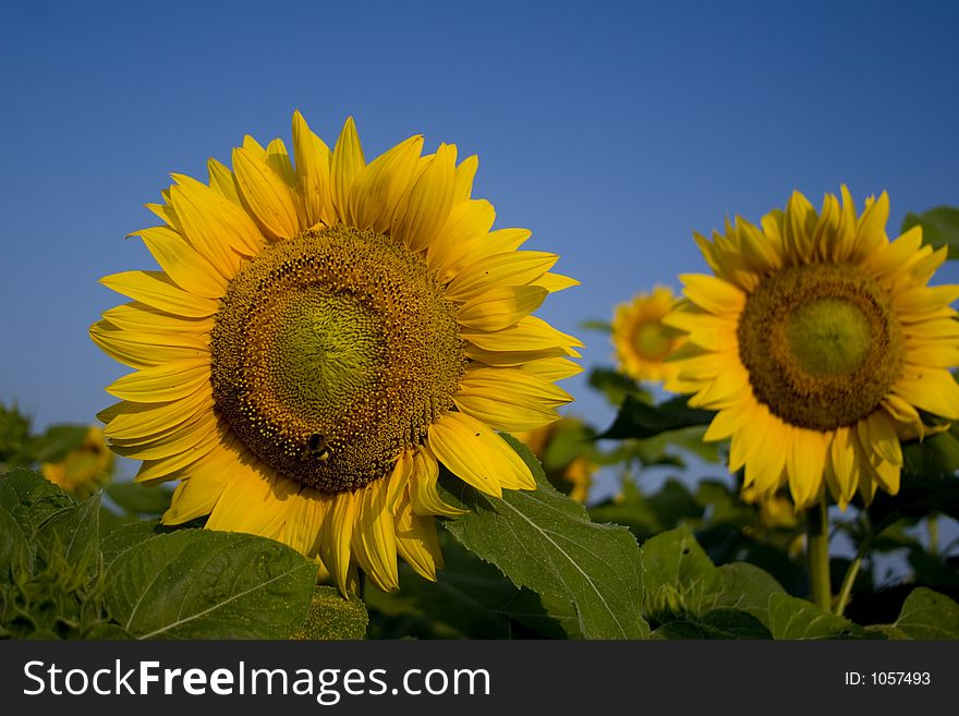 Field Of Sunflowers