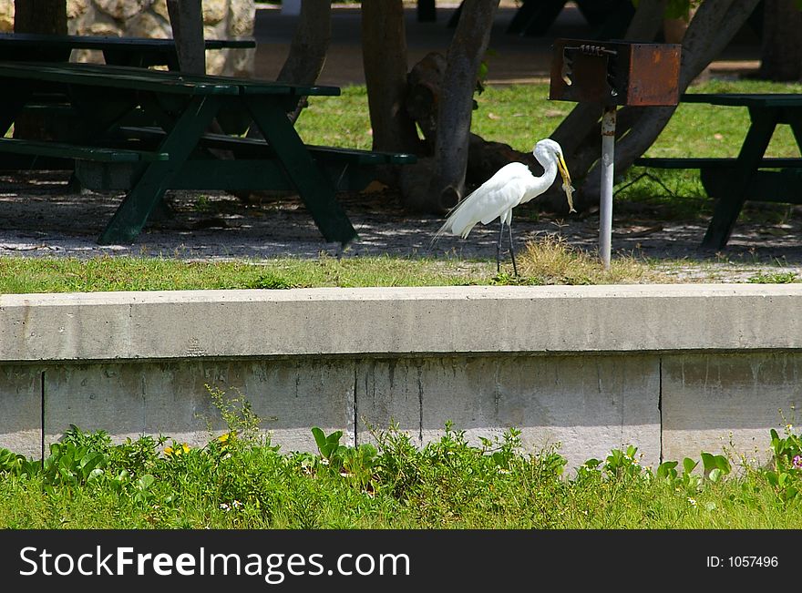 Lunchtime In The Picnic Area