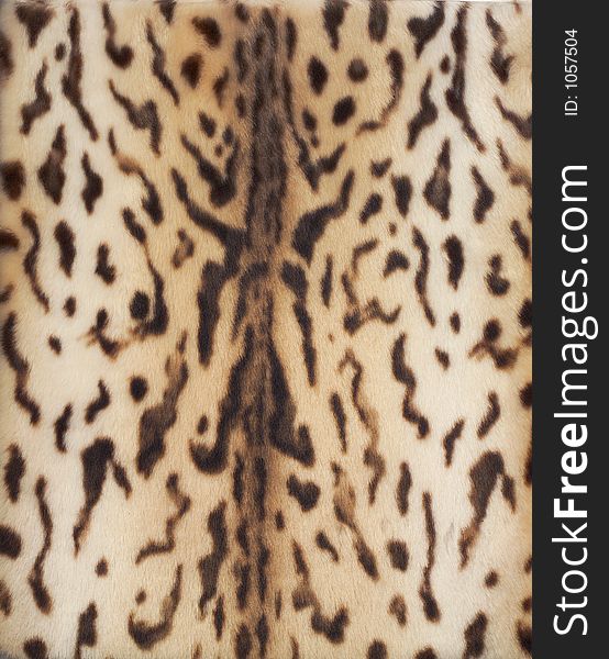 Leopard fur 1