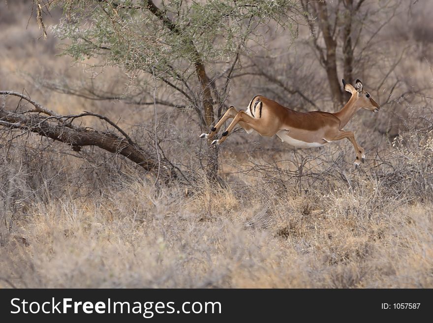 Female Impala running in Samburu