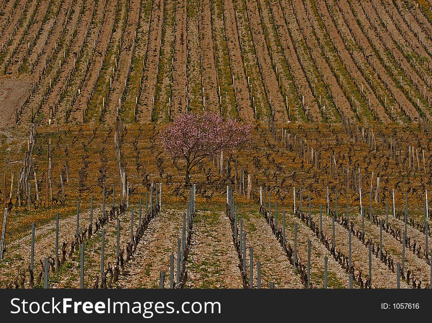 Tree in the midle of the vine