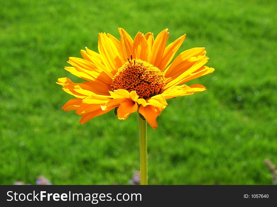 Yellow flower against green grass