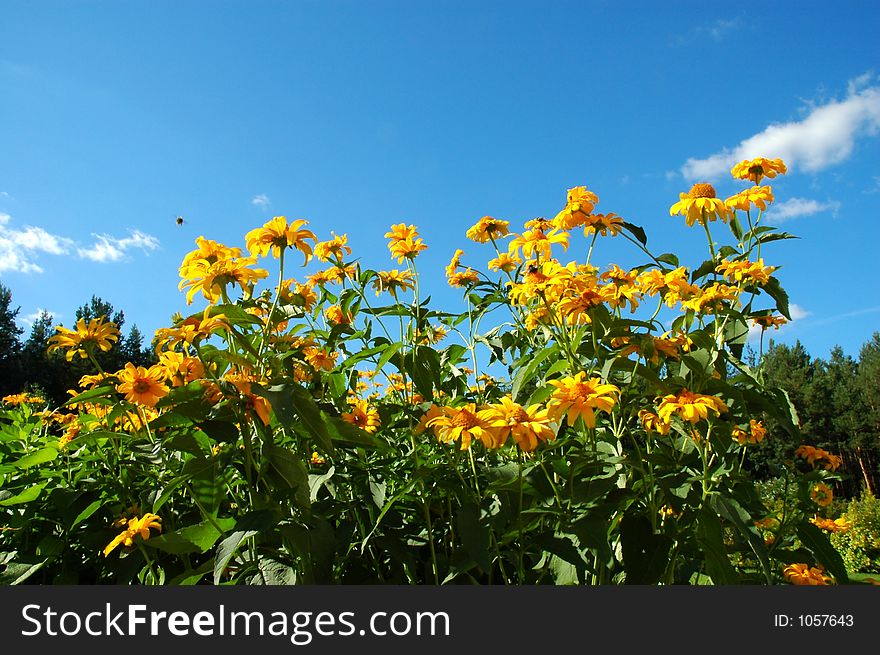 Yellow flowers against blue sky