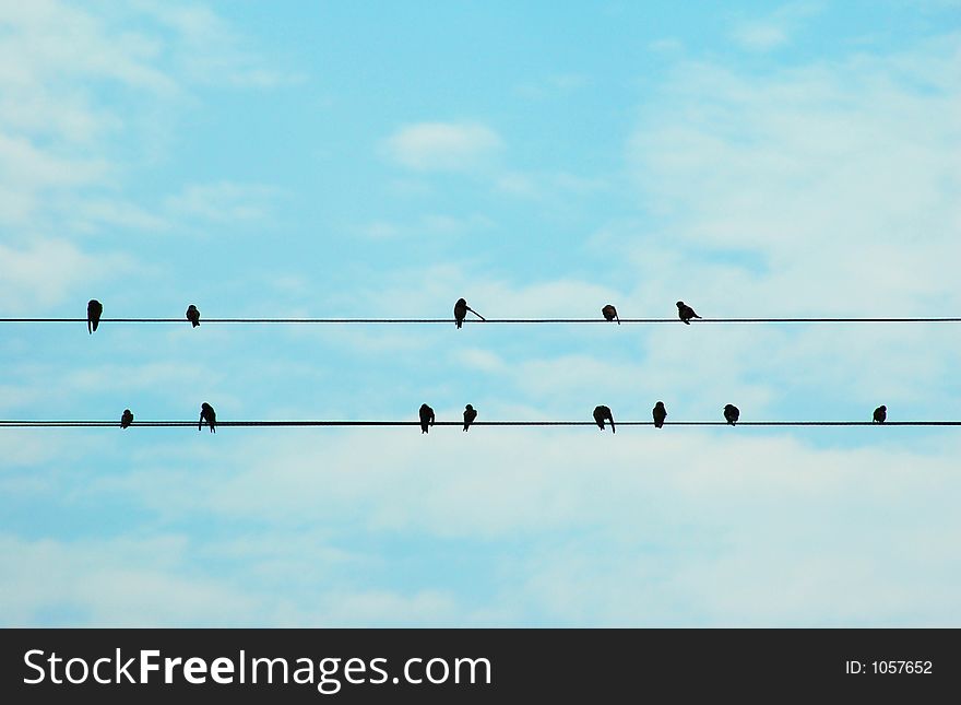 Birds on a Wire