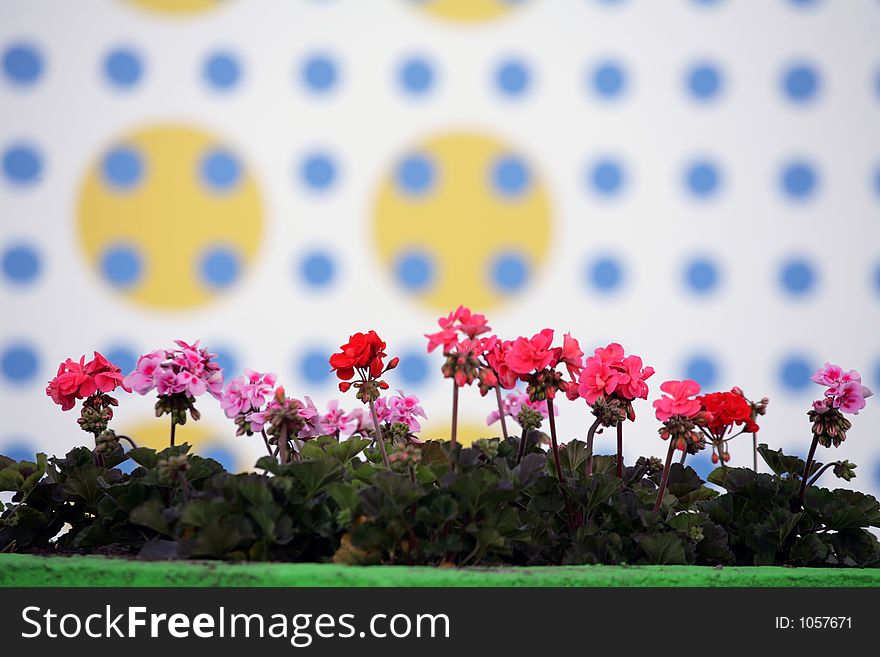 Closeup picture of flowers and plants in vases and pots. Closeup picture of flowers and plants in vases and pots