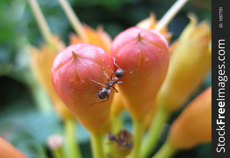 Ant on flower plum. Ant on flower plum