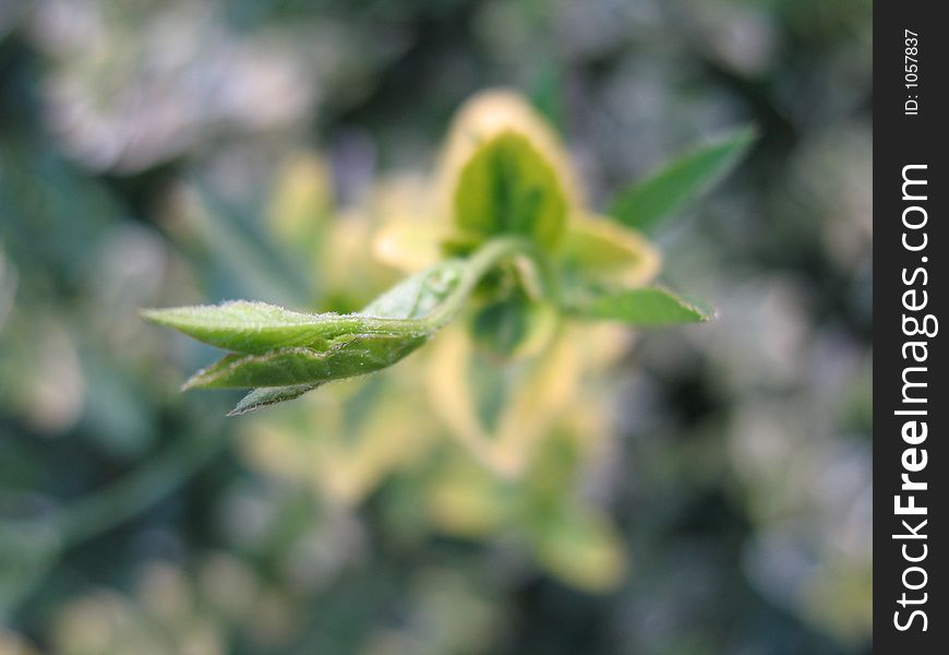 Plant bud close-up