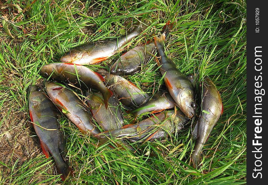 Fishing basses (Perca fluviatilis) on the grass