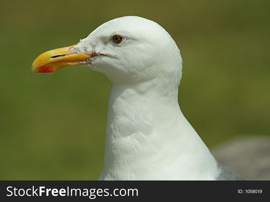 Western Gull Head