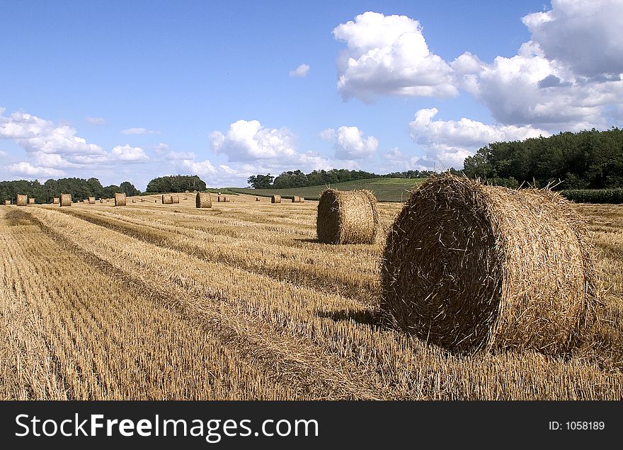 Bales of hay in field. Bales of hay in field