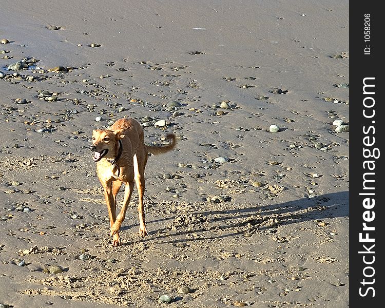 Dog racing across beach in evening sun. Dog racing across beach in evening sun
