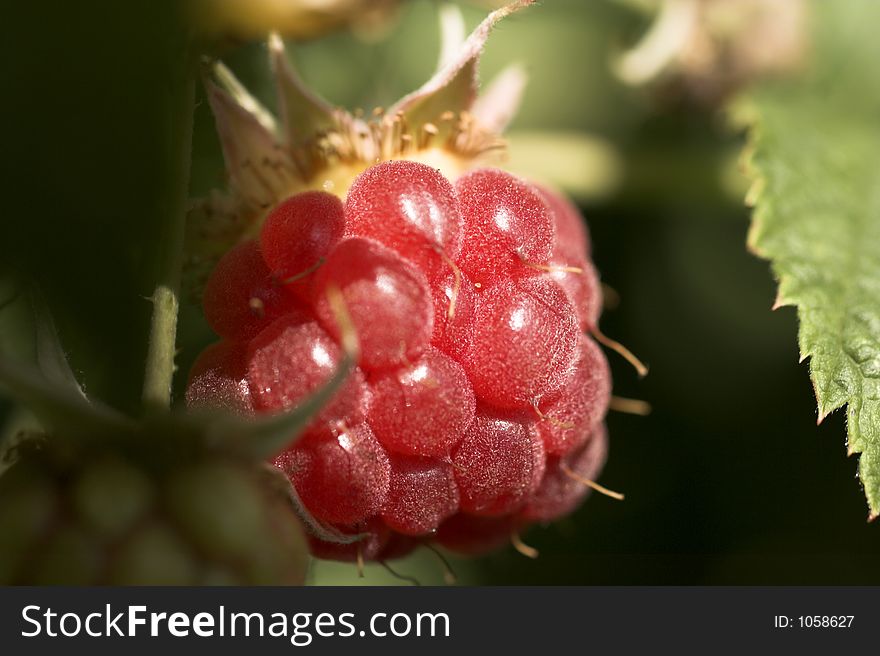 Raspberries close up