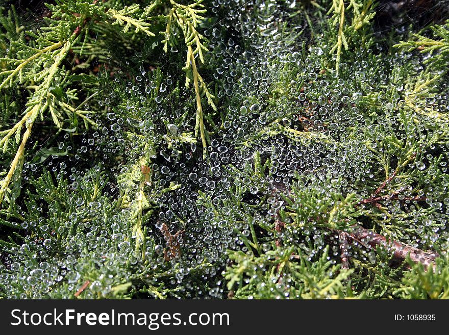 Drops of water sprayed on spider webs. Drops of water sprayed on spider webs