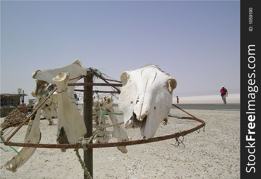 Bones of camel (Tunisia)