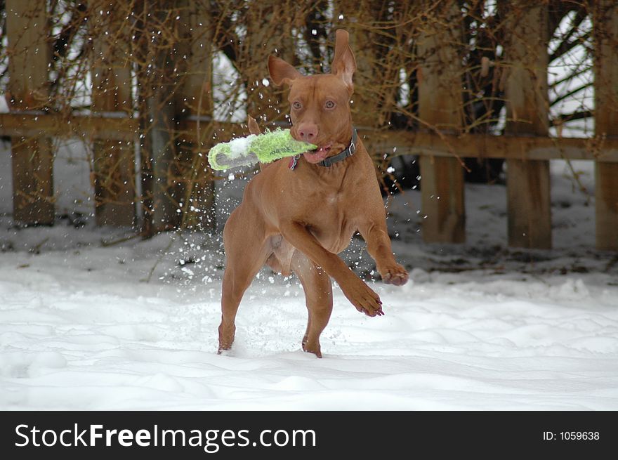Male Vizsla catching a toy in mid-air. Male Vizsla catching a toy in mid-air.