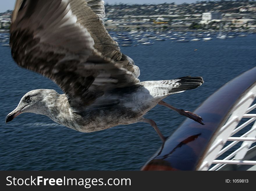 Bird taking off on a cruise ship