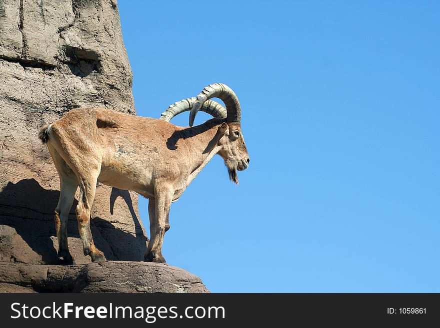 A caucasian tur (a goat from Africa) standing on a ledge