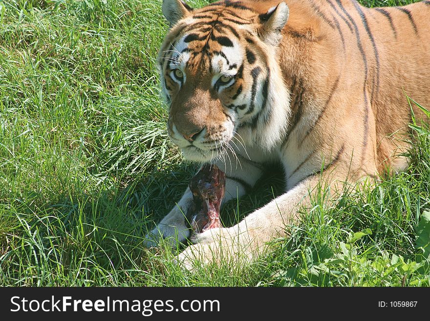 A Siberian Tiger eating its prey. A Siberian Tiger eating its prey